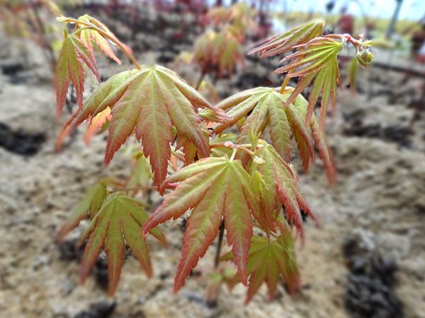 橙之夢(mèng)黃金楓