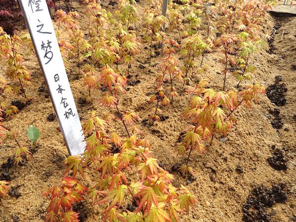 橙之夢(mèng)黃金楓