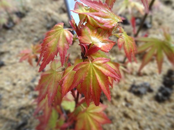 橙之夢(mèng)黃金楓