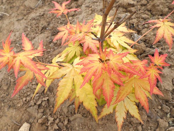 橙之夢(mèng)黃金楓