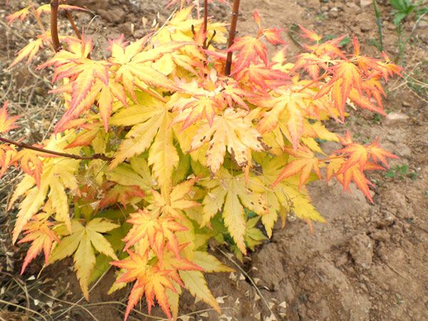 橙之夢(mèng)黃金楓