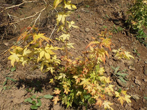 橙之夢(mèng)黃金楓