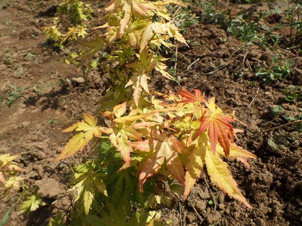 橙之夢(mèng)黃金楓