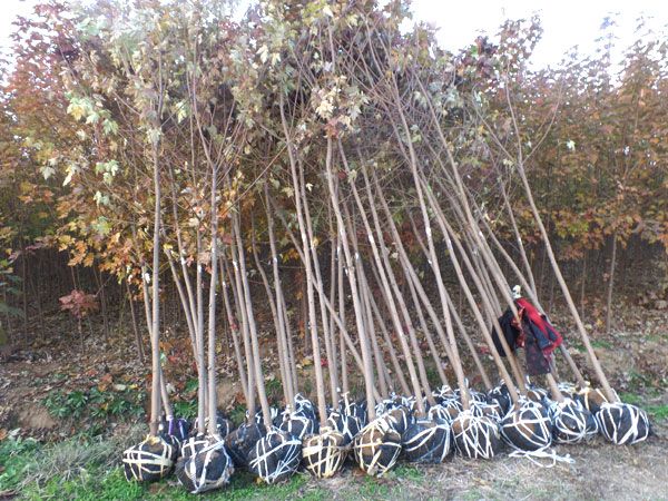 美國紅楓秋火焰