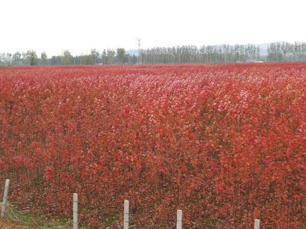 美國紅楓秋火焰