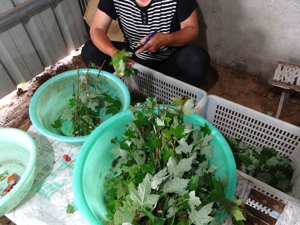 紅點(diǎn)紅楓扦插過程