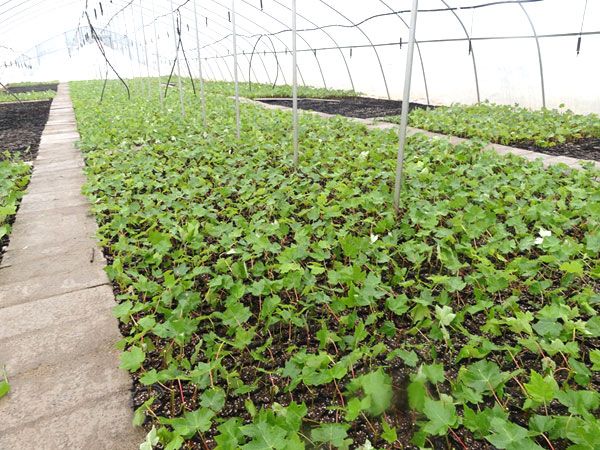 紅點(diǎn)紅楓扦插過程