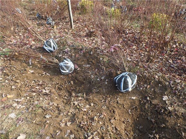 叢生紅點(diǎn)紅楓