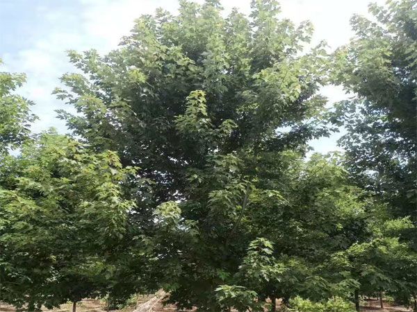 美國(guó)紅楓秋火焰