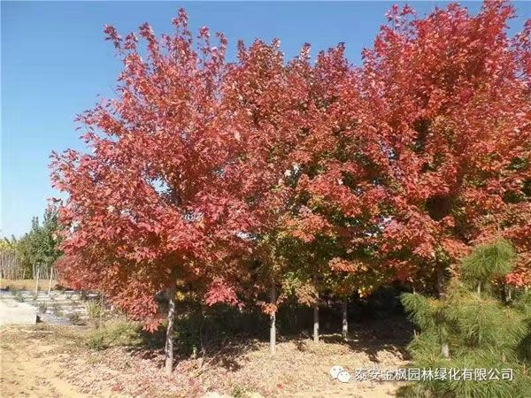 美國(guó)紅楓秋火焰