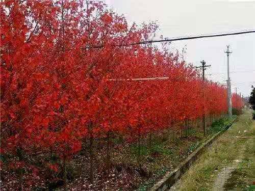 美國(guó)紅點(diǎn)紅楓