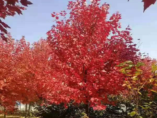 美國紅點(diǎn)紅楓