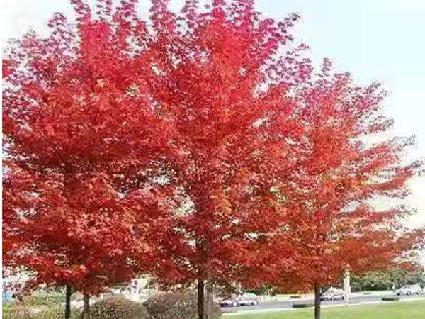 美國(guó)紅點(diǎn)紅楓